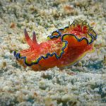Makrosukellus merietana nudibranch Sukellus Phuket