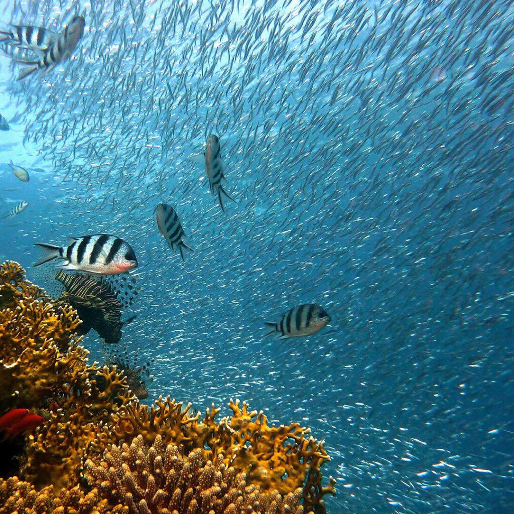 Myanmar Burma safari liveaboard