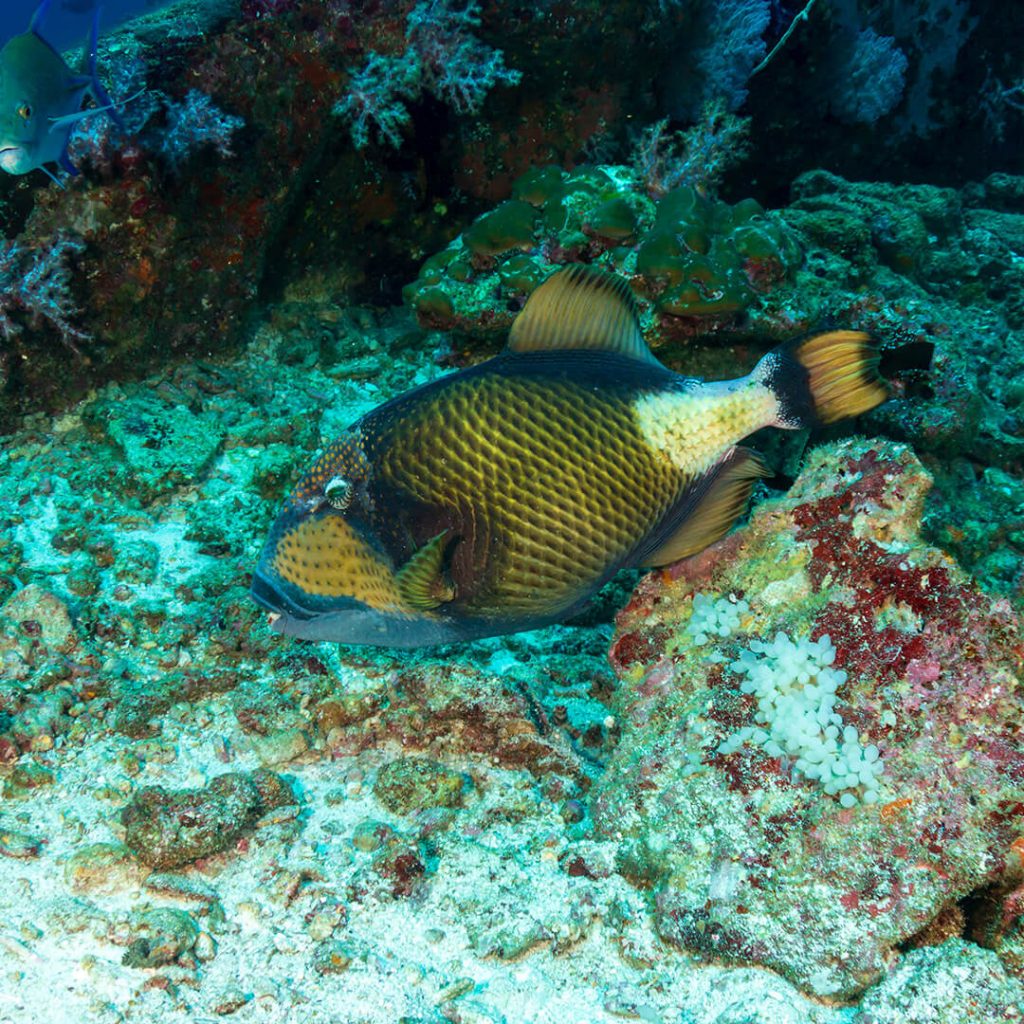 Triggerfish Phuket Koh Bon Daytrip Safari Liveaboard Päiväretki