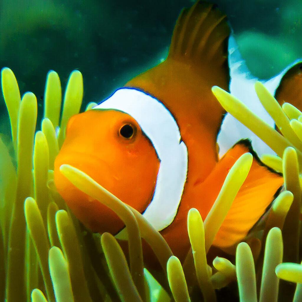 Sukellus Phuket INTO Dive center Anemone fish clownfish vuokkokala