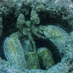 INTO Dive center sukellus Phuket Mantis shrimp