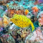 INTO Dive center sukellus Phuket yellow boxfish